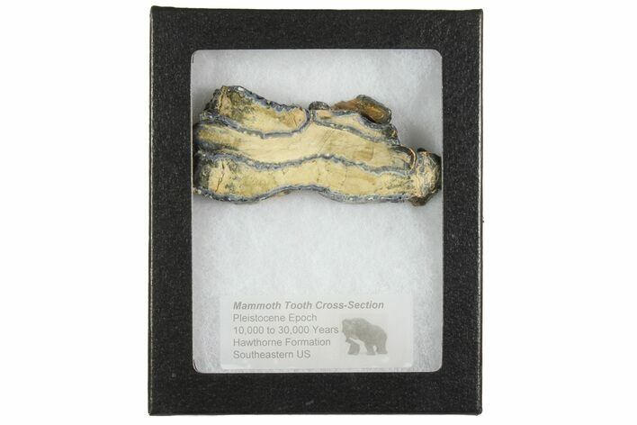 Mammoth Molar Slice with Case - South Carolina #165137